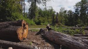 Best Tree Risk Assessment  in Loyal, WI