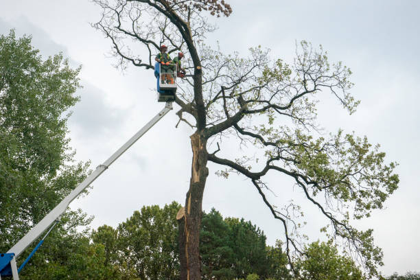 Best Storm Damage Tree Cleanup  in Loyal, WI