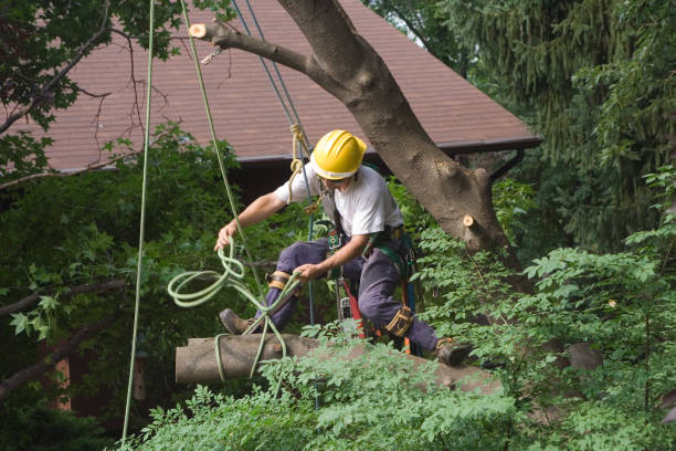 Lawn Maintenance Plans in Loyal, WI